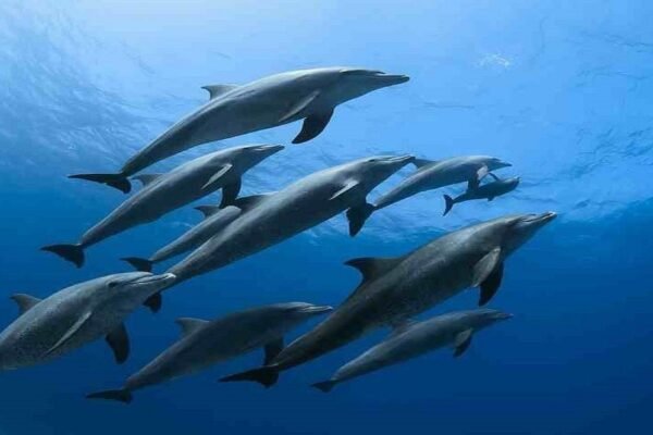 Dolphin House & Coral Reef Snorkeling Tour with Lunch