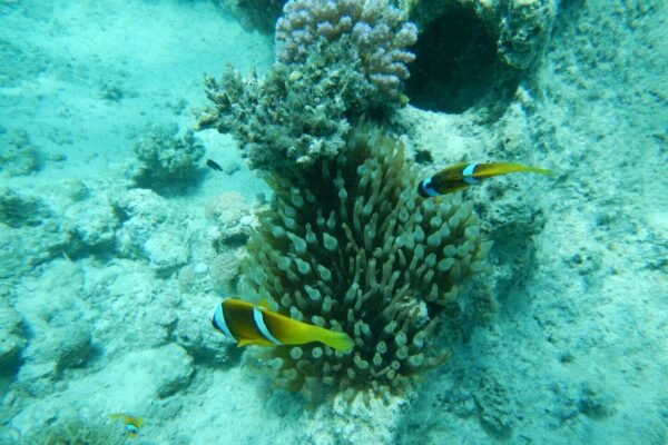 Abu Dabbab Beach – Swim with Dugongs & Turtles from Hurghada