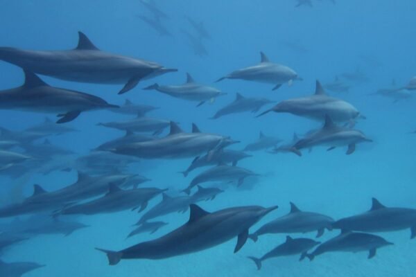 Dolphin House Sataya Reef Snorkeling Cruise from Marsa Alam
