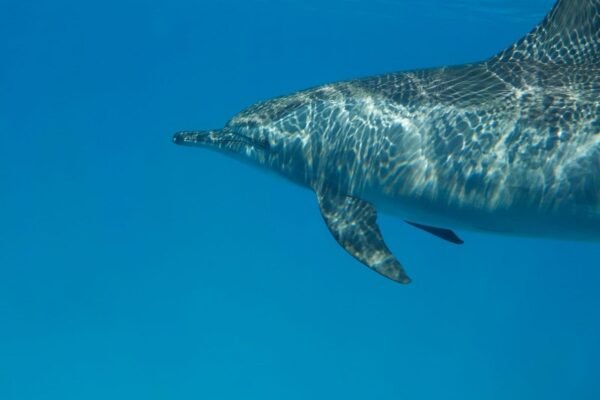Dolphin House Sataya Reef Snorkeling Cruise from Marsa Alam