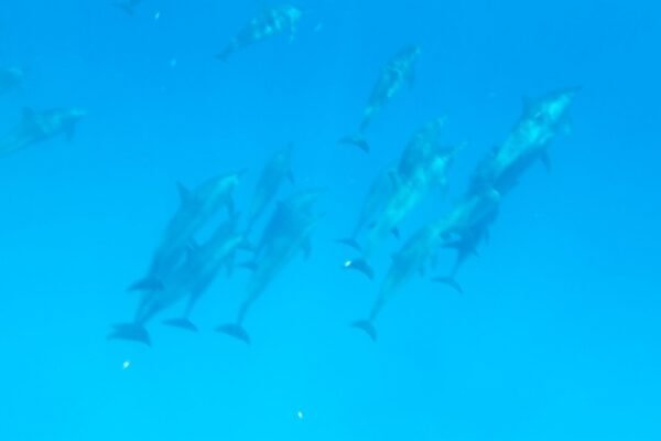 Dolphin House Sataya Reef Snorkeling Cruise from Marsa Alam
