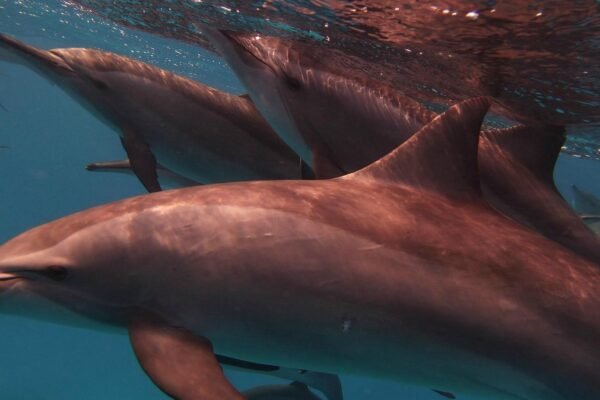 Dolphin House Sataya Reef Snorkeling Cruise from Marsa Alam