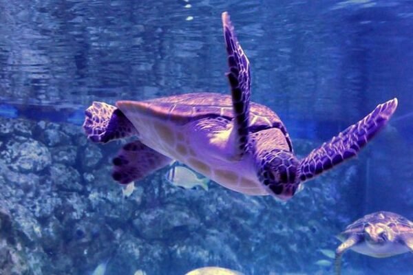 Grand Aquarium Hurgada